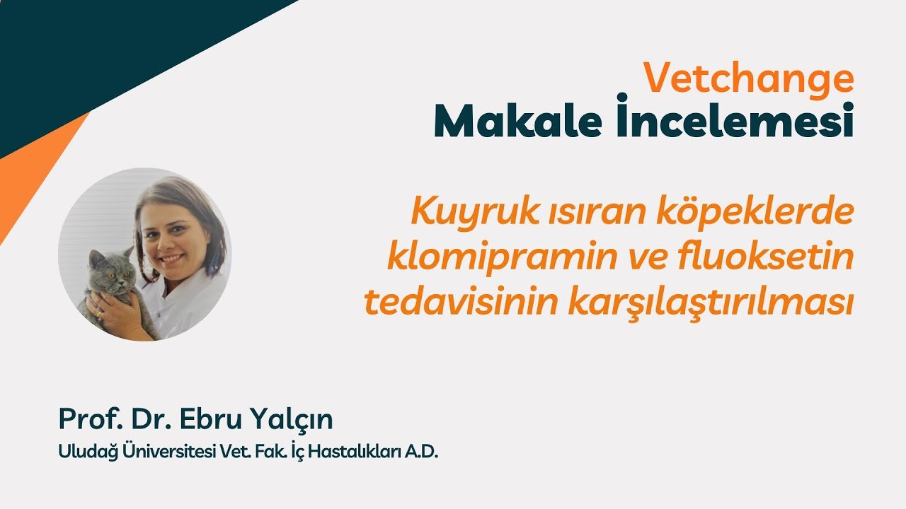 Kuyruk ısıran köpeklerde klomipramin ve fluoksetin tedavisinin karşılaştırılması